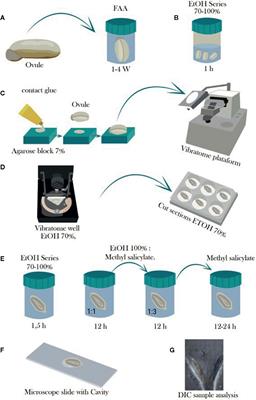 Vibratome Sectioning and Clearing for Easing Studies of Cassava Embryo Formation